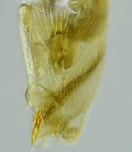 Réf. 295 276 : Tuponia sp.